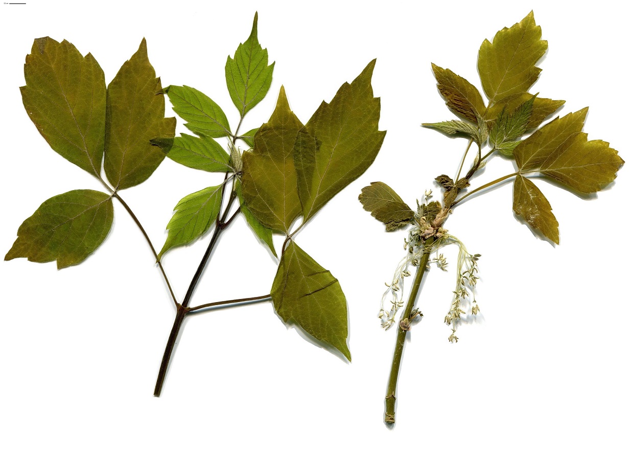 Acer negundo (Sapindaceae)